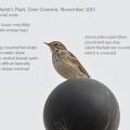Berthelot's Pipit, Anthus berthelotii, Gran Canaria, Alan Prowse